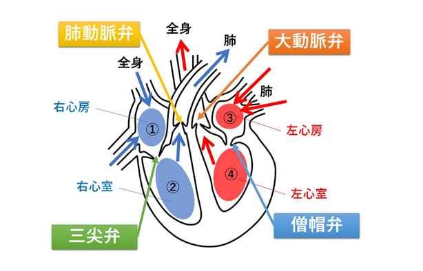 弁膜症の説明図